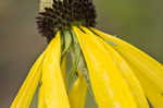 Pinnate prairie coneflower